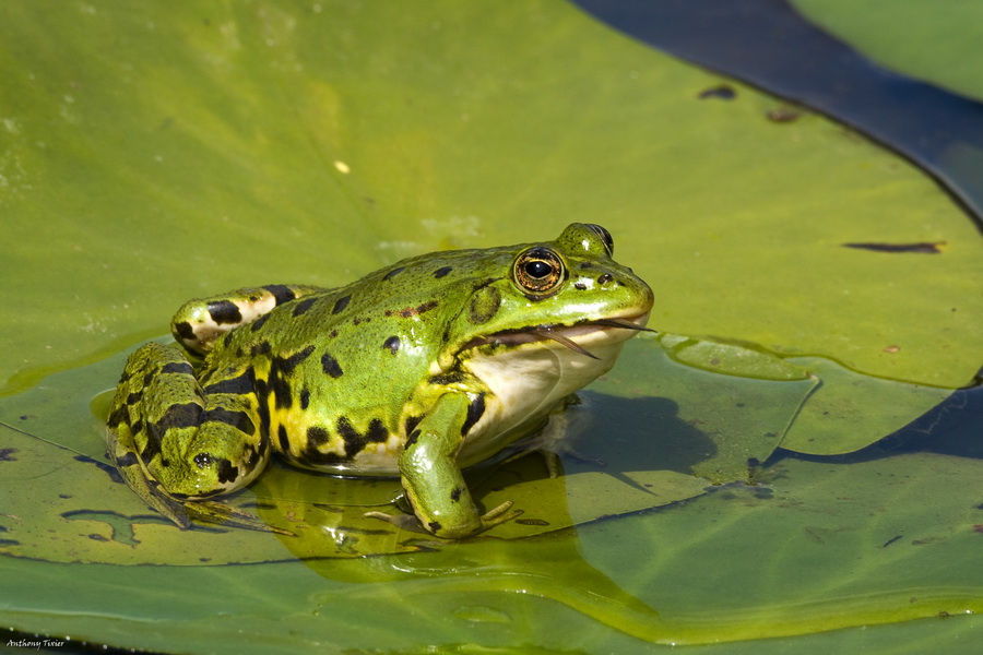 quelques animaux sur le vif Frog-1185