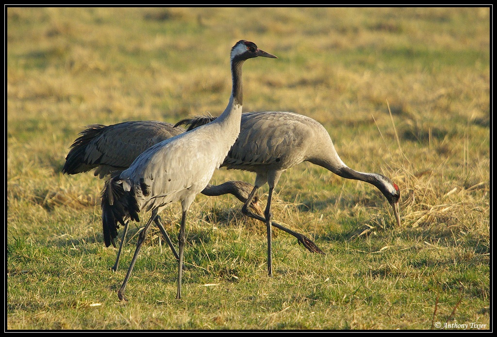 quelques animaux sur le vif Grues-1288C