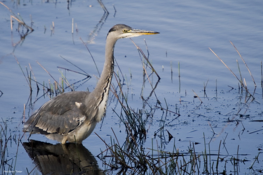 quelques animaux sur le vif Heron-2375-or