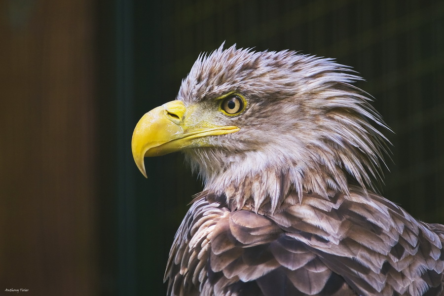 quelques animaux sur le vif Rapace-7758