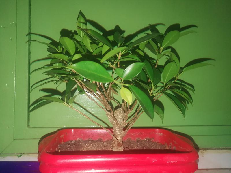 Seguimiento Ficus tigerbark (ayuda diseño) :3 IMG_20180208_220608