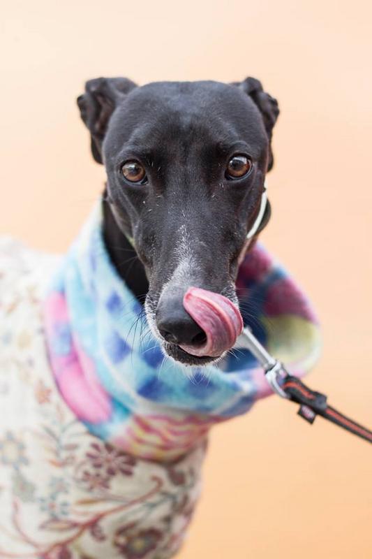 TAHITÍ. GALGO EN ADOPCIÓN. MADRID. MUY URGENTE. Tahiti