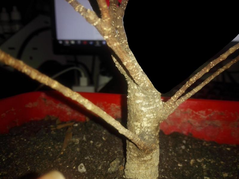 Seguimiento Ficus tigerbark (ayuda diseño) :3 Azul_1