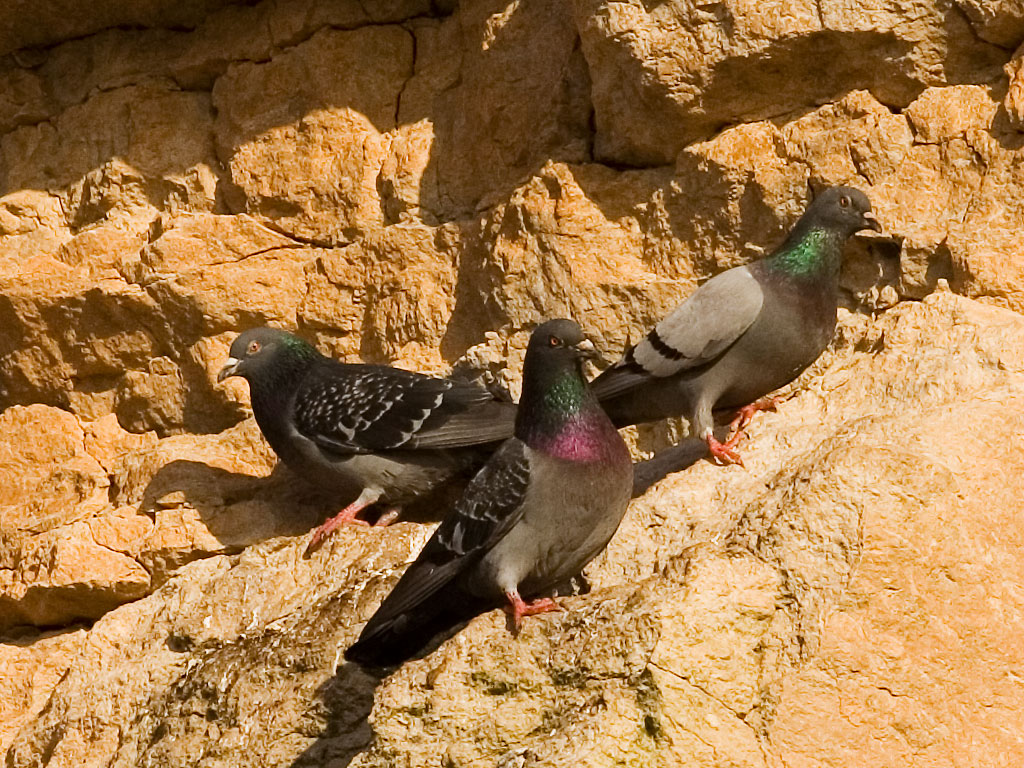 para - Para empezar a hablar de palomas Columba_Livia