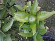 Mandariny - Citrus reticulata, unshiu, deliciosa apod. - Stránka 3 2014_10_05_14_43_45