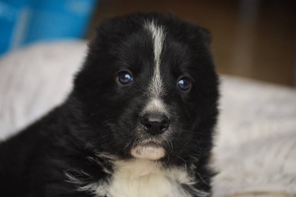 LANKA. PRECIOSA CACHORRITA  EN ADOPCIÓN. MADRID. MUY URGENTE. Lanka