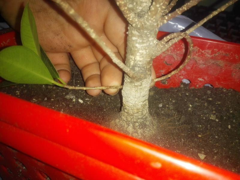 Seguimiento Ficus tigerbark (ayuda diseño) :3 IMG_20180209_064050