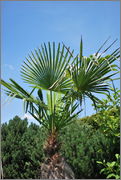 Trachycarpus fortunei  - Stránka 23 DSC_0117