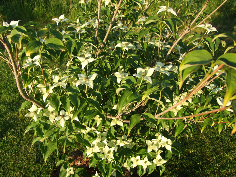 Cornus kousa DSCF5689