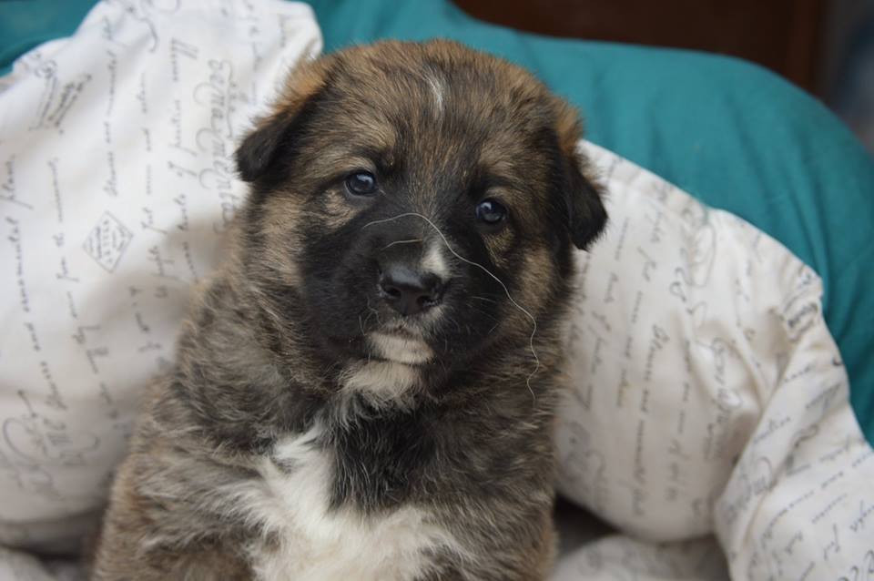 BELY. PRECIOSA CACHORRITA  EN ADOPCIÓN. MADRID. MUY URGENTE. Bely.1