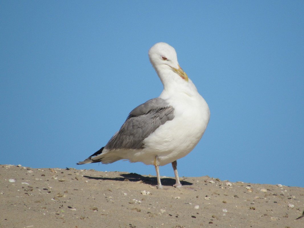 Gaivota-de-patas-amarelas (Larus michahellis) IMG_1577