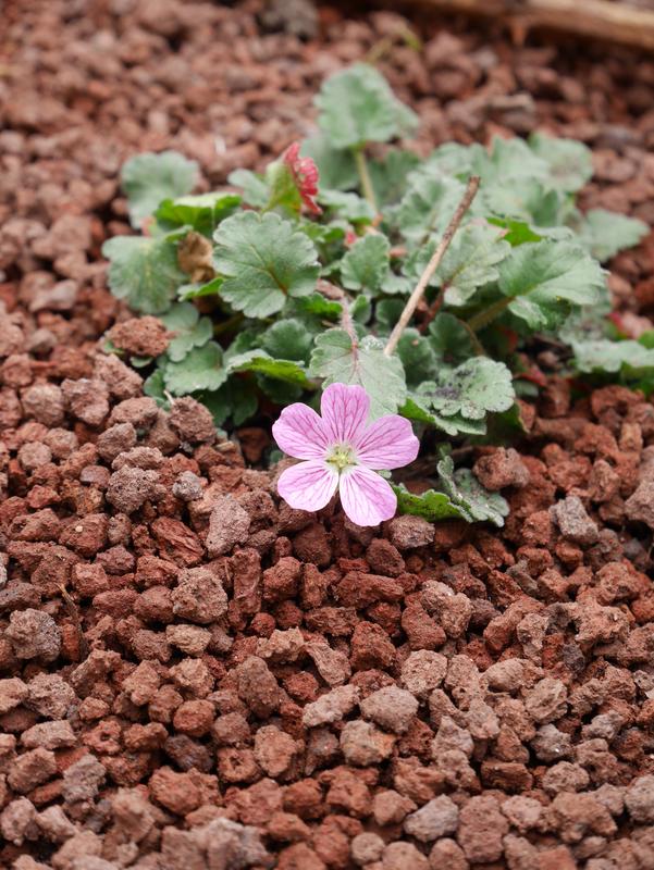 (74) Bon petit jardin exotique.  - Page 2 P1000094