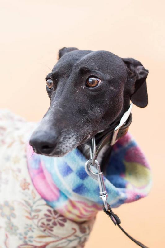 TAHITÍ. GALGO EN ADOPCIÓN. MADRID. MUY URGENTE. Tahiti4