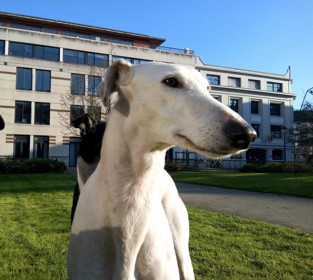 juanita - juanita galga mature à l'adoption   Adoptée - Page 5 IMG_20150406_090910