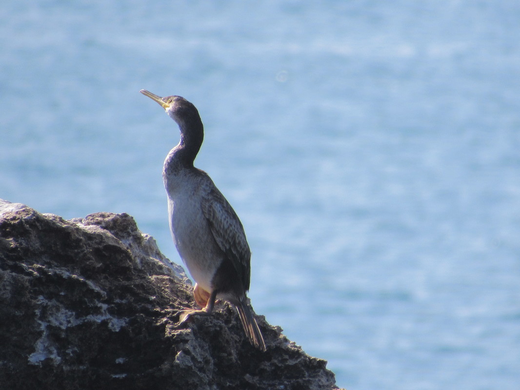 Corvo-marinho-de-crista ou galheta (Phalacrocorax aristotelis) IMG_4569