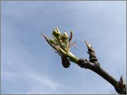 Pyrus pyrifolia - Nashi hrušeň DSCF9898