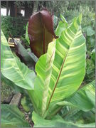 Ensete ventricosum (vč. maurellii) - Stránka 5 DSCF5078