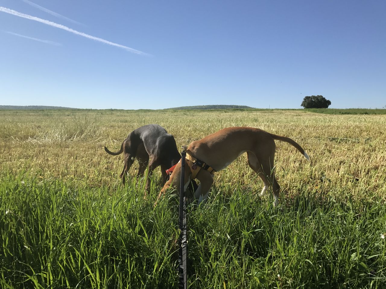 Meine Gang IMG_5562