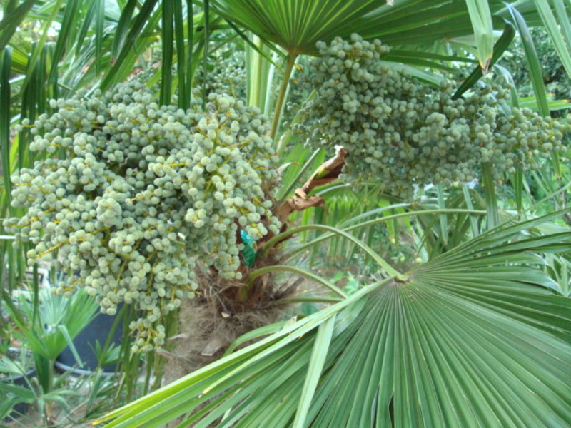 Trachycarpus fortunei  - Stránka 24 DSC05403