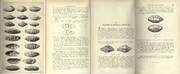 Glandes de honda con inscripción latina - Página 11 Gland