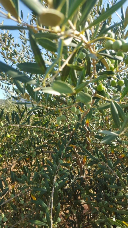 anllavisl análisis foliar 2015 (Mallorca) Fvbx8k