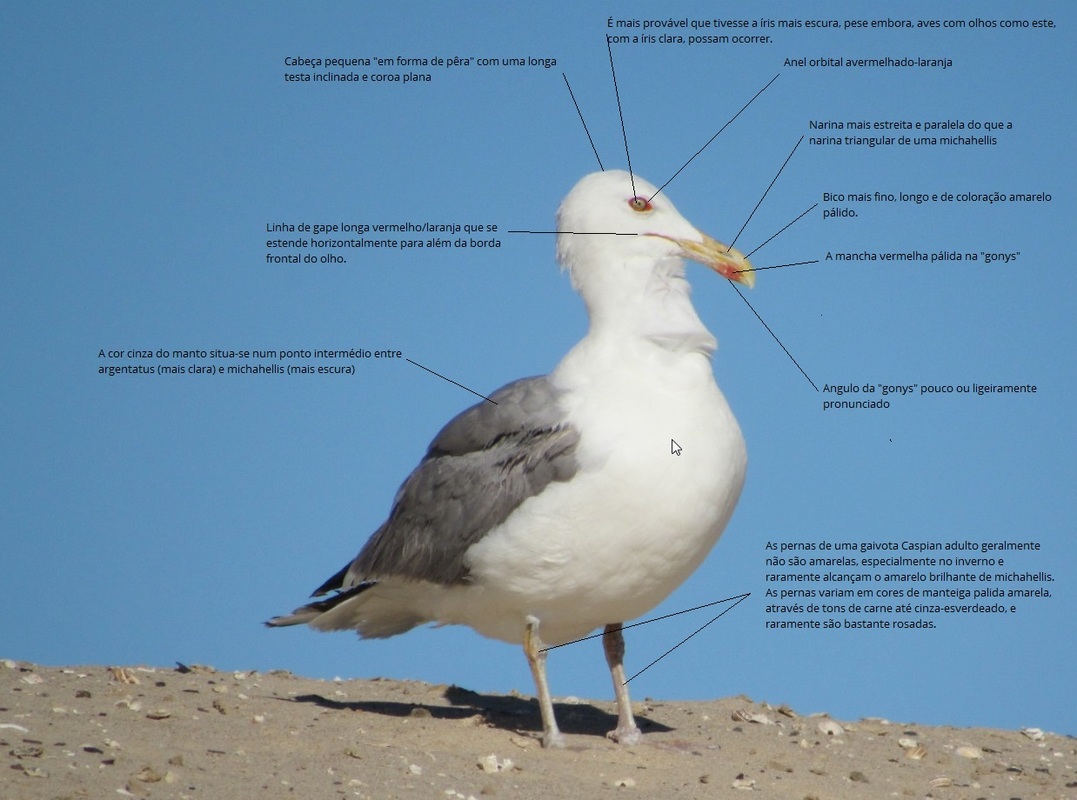 Gaivota-de-patas-amarelas (Larus michahellis) Caracteriza_o_cachinnans_1