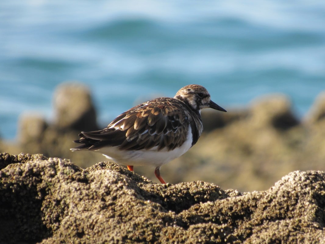 Rola-do-mar (Arenaria interpres) IMG_5034