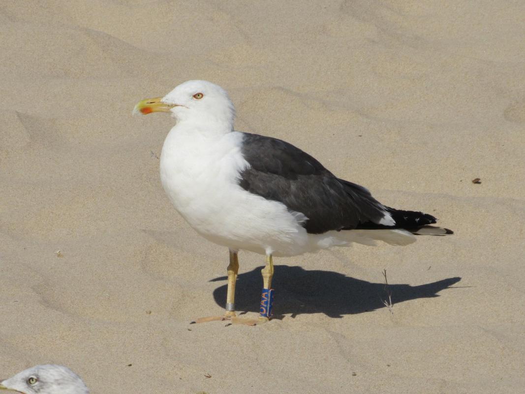 Larus fuscus - anilhas azuis com letras laranja - Inglaterra (Peter Stewart) IMG_4581