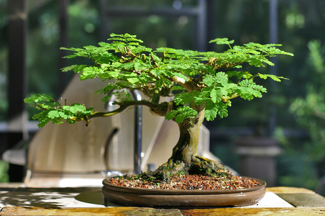 Shohin Brazilian Raintree Raintree_small