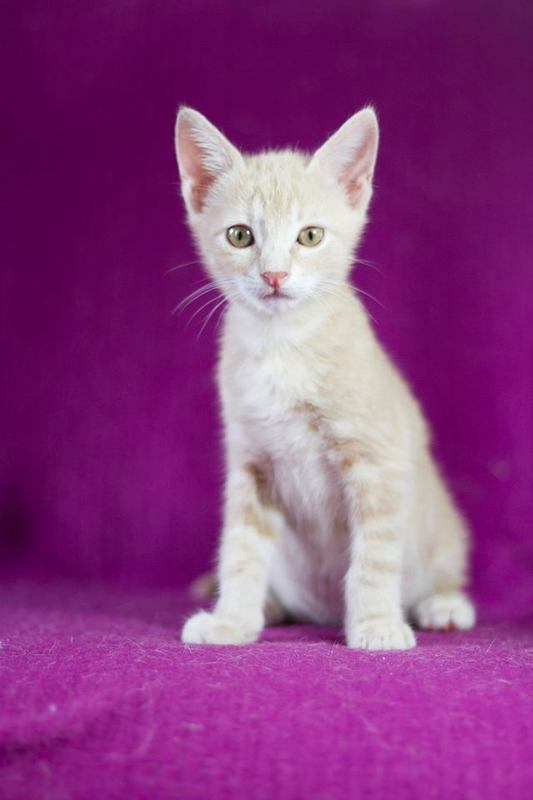  ADOPTADO.  TOFU– GATITO EN ADOPCIÓN. MADRID – MUY URGENTE!! Tofu7