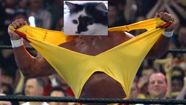 Oregon family dials 911 - held hostage by 22-pound pet cat Hulk_hogan_wwe_wrestlemania_xxx_host