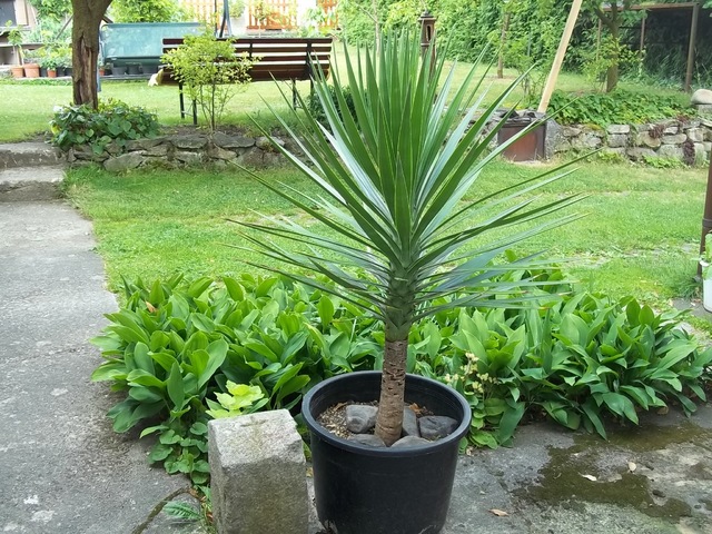 Mrazuodolné juky - rod Yucca - Stránka 4 017