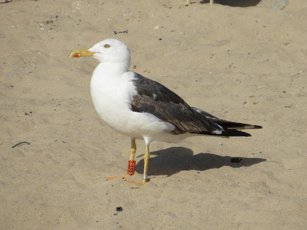 Larus fuscus - anilhas laranjas - França (Matthieu Fortin / Bretagne Vivante) - Página 3 IMG_5474