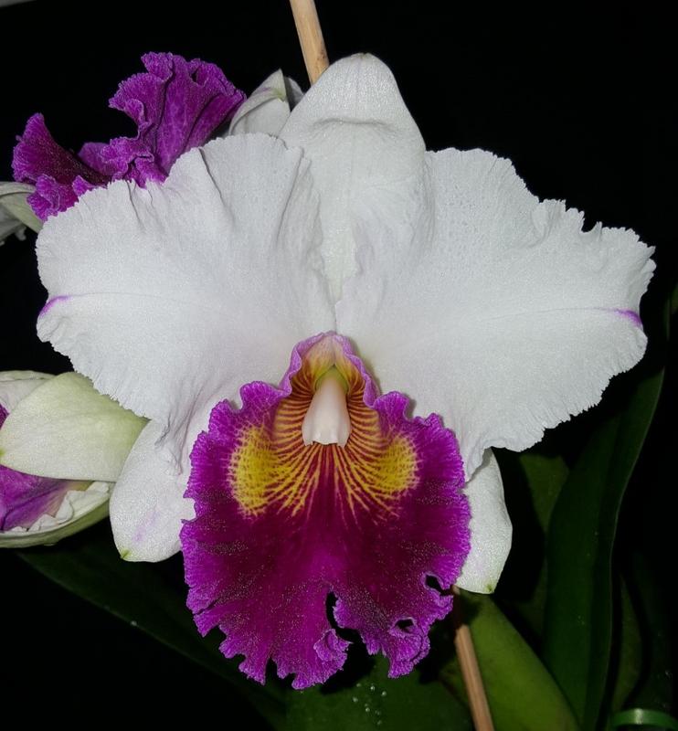 Orchideen 2015 - 2018 Teil 2 - Seite 94 20171230_092715