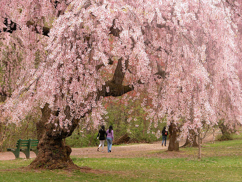  Stoleće u Alentežu - Žoze Saramago 800px-_Newark_cherry_blossoms