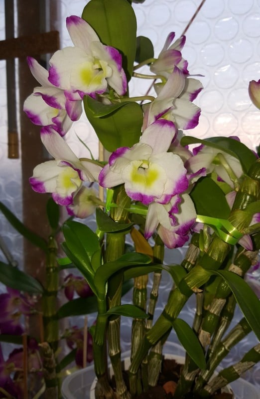 Orchideen 2015 - 2018 Teil 2 - Seite 63 20170212_155521