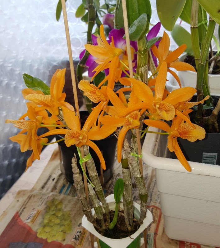 Orchideen 2015 - 2018 Teil 2 - Seite 61 20170305_093112