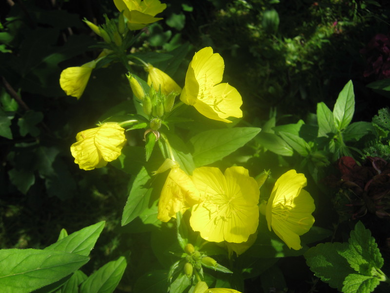 Zuti nourak (Oenothera biennis) Picture_005