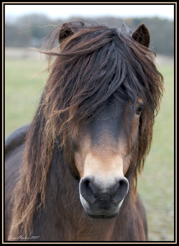 Cheval : l'Exmoor Poney_Exmoor