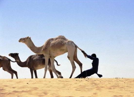 Images insolites au Maroc Maroc-insolite-53