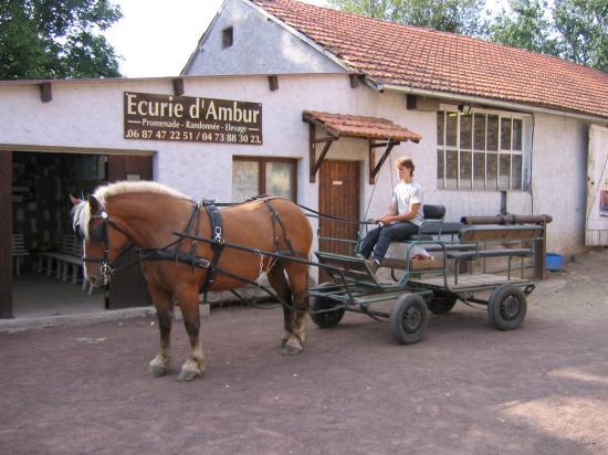 un p'tit elevage de chevaux comtois Attelage-1