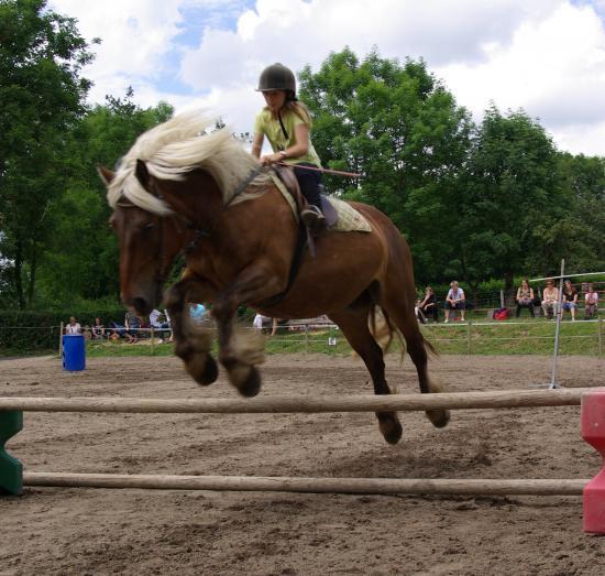 un p'tit elevage de chevaux comtois IMGP93191