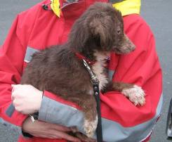 [Sauvetage], Bunny, croisé Papillon 4 ans - M  Pap-11