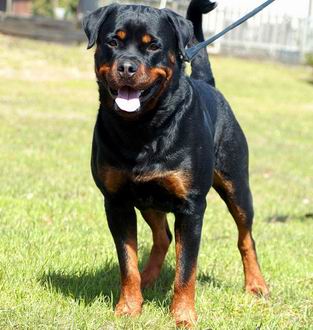 2 rottweilers morts de faim Rottweiler