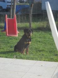 4 chiots rottweiller (81) Emy