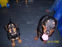 4 chiots rottweiller (81) Eros