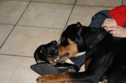 4 chiots rottweiller (81) Wok