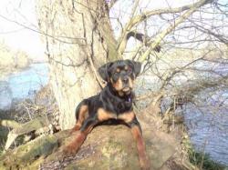 4 chiots rottweiller (81) Wokou