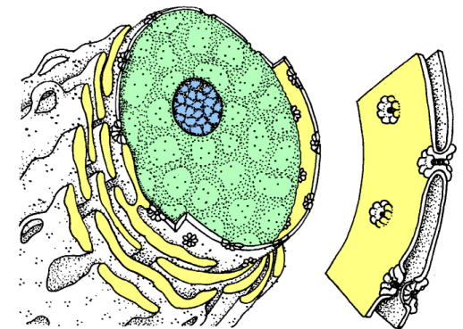 BIOLOGIE MOLECULAIRE (cours) Noyeaucell