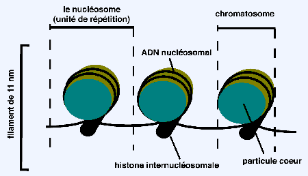 BIOLOGIE MOLECULAIRE (cours) NUCLEOS2